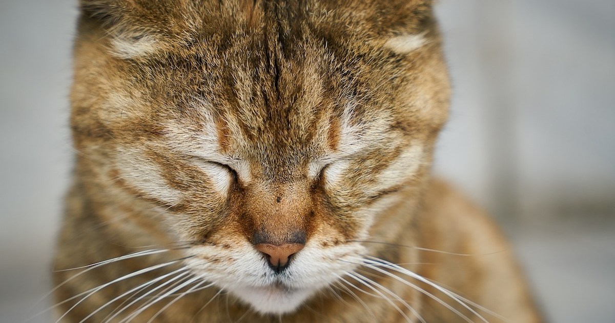 Why do cats cry? PawTracks