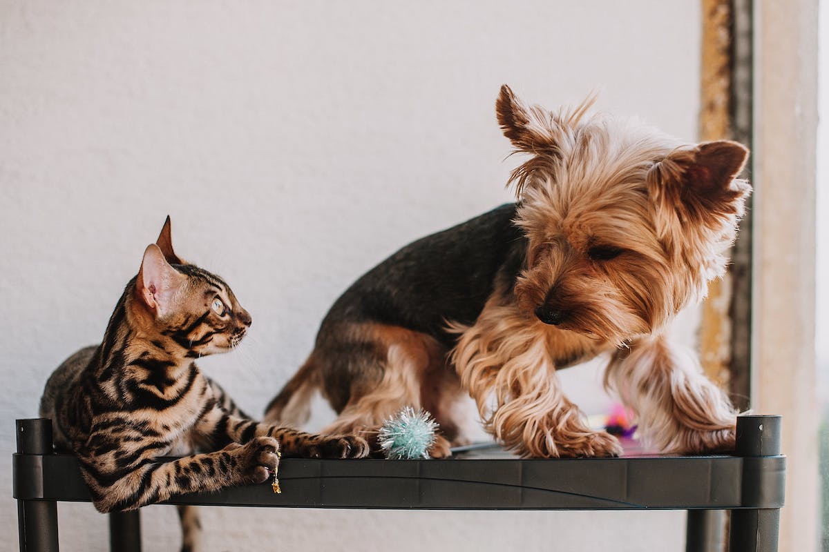 a cat and yorkie playing