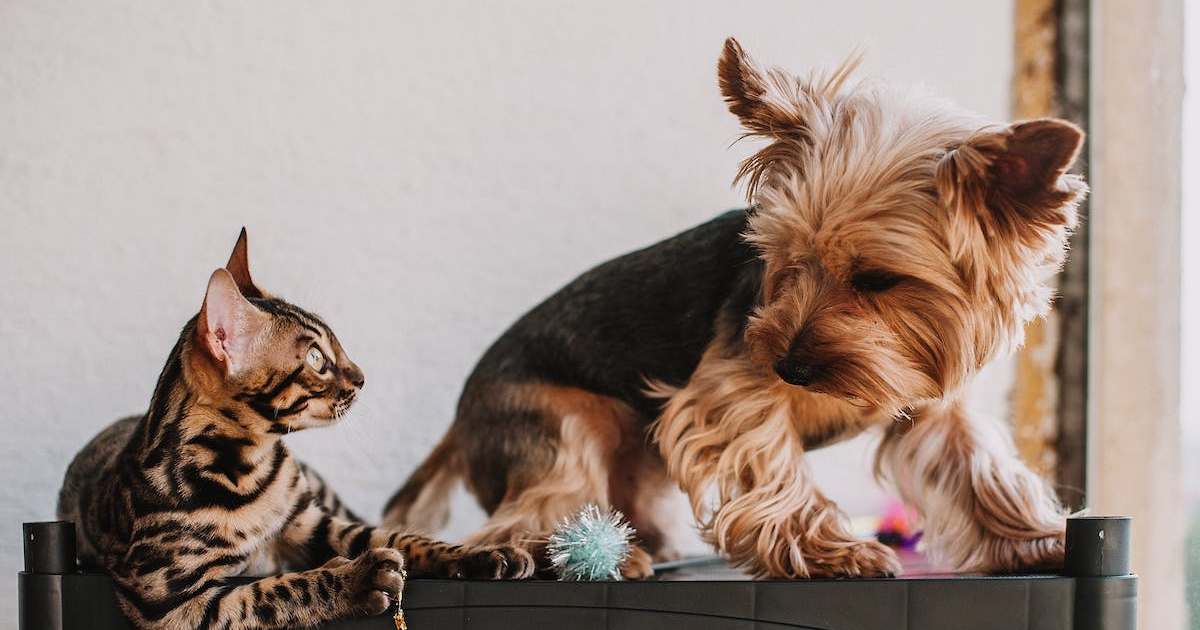 Why do cats hate dogs? The answer is complicated PawTracks