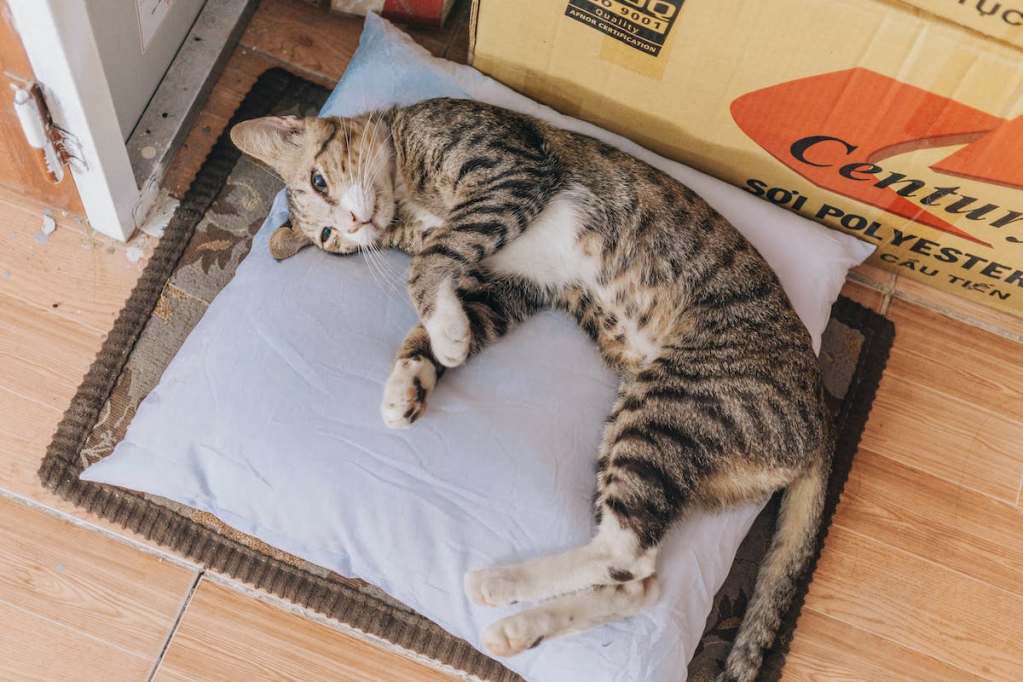 a cat lying in a basket bed