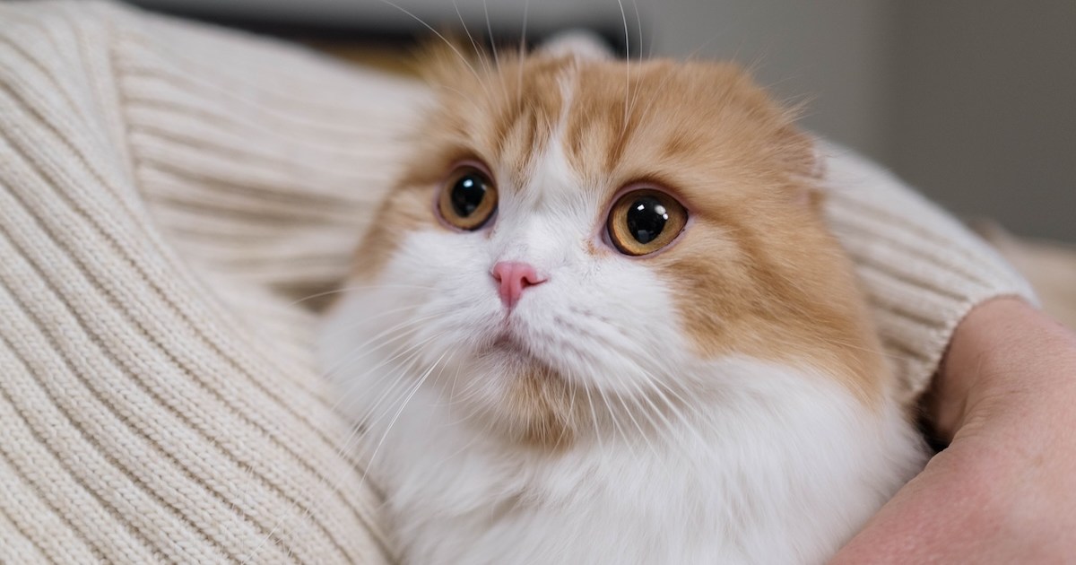 Why do cats lie on your chest? PawTracks