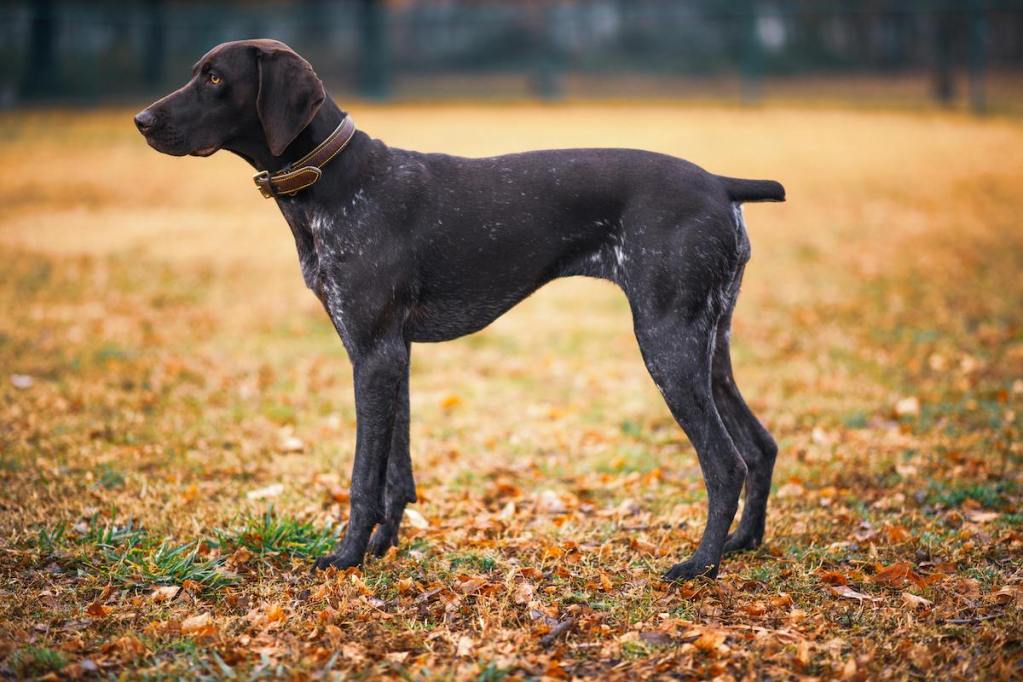 a dark german shorthaired pointer adult in the park in the fall