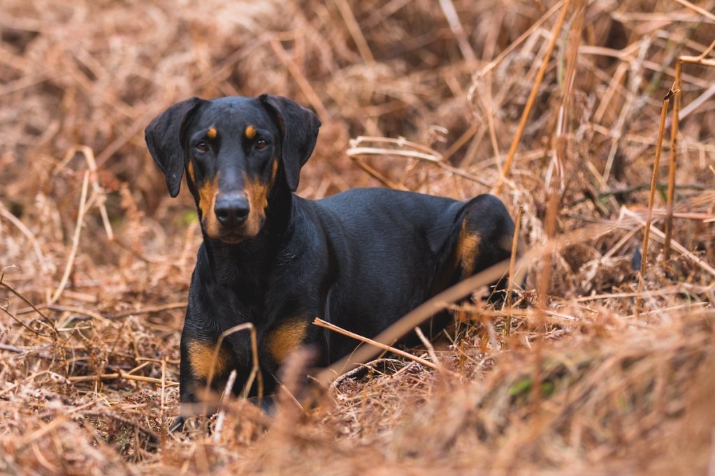a doberman in a wooded area