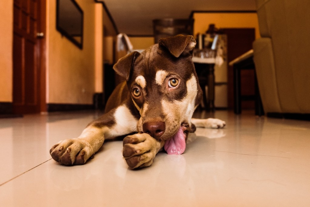 Dog licks his paw and the floor while lying down