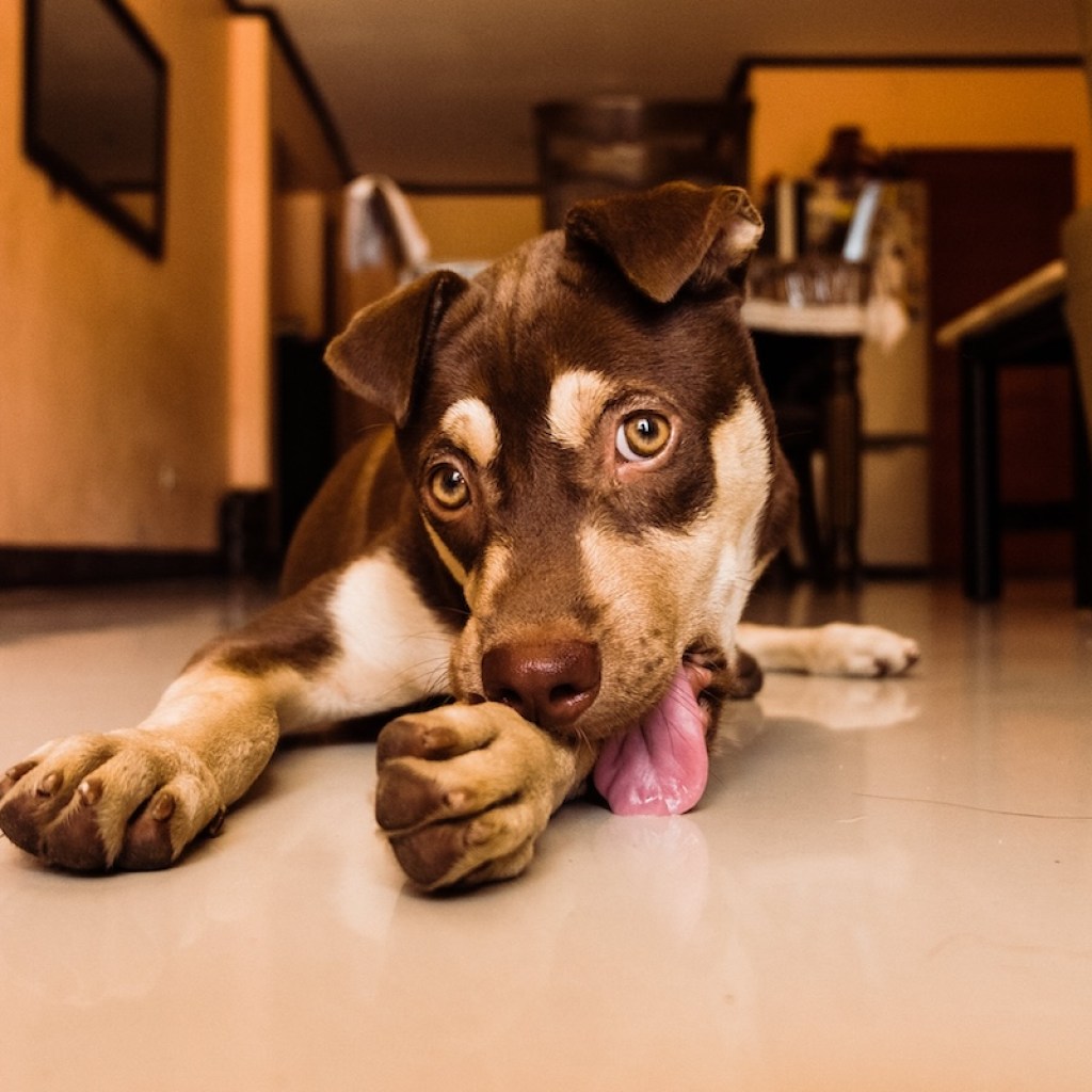 Dog licks his paw and the floor while lying down