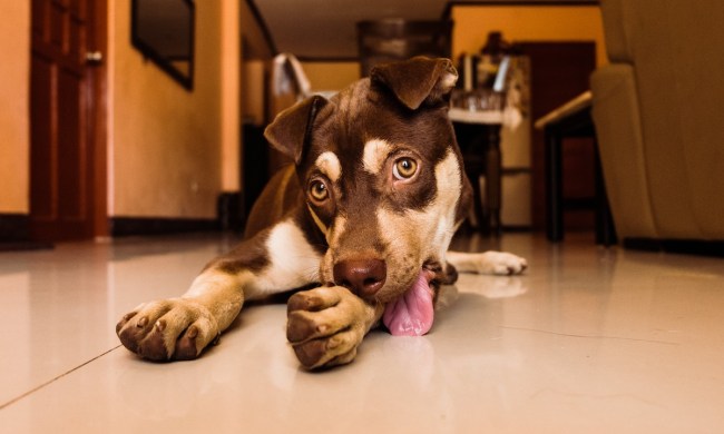 Dog licks his paw and the floor while lying down