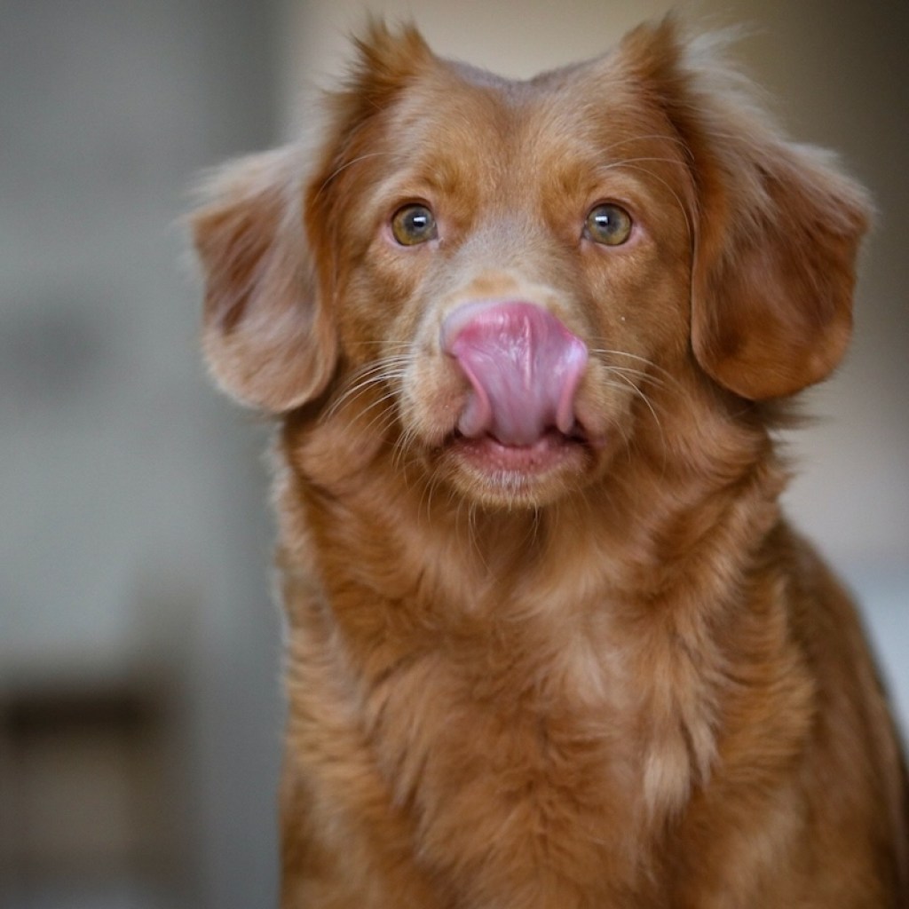 Dog licks its nose while sitting