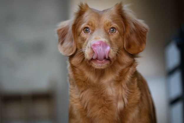 Dog licks its nose while sitting