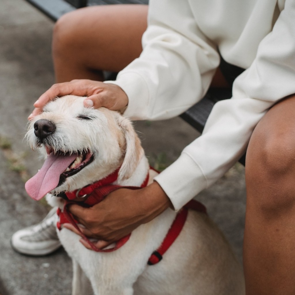 A woman sits on a park bench and pets her dog