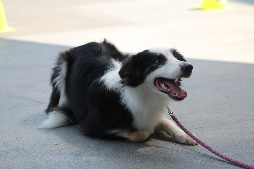 A dog crouches on the sidewalk during training, anticipating a treat