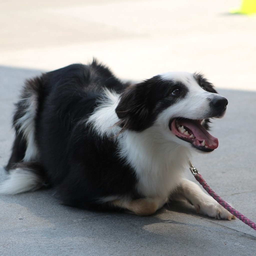 A dog crouches on the sidewalk during training, anticipating a treat