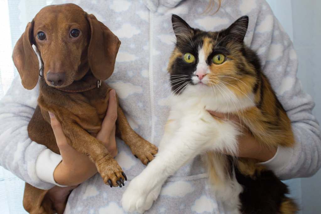 a dog and cat in a vet's hands