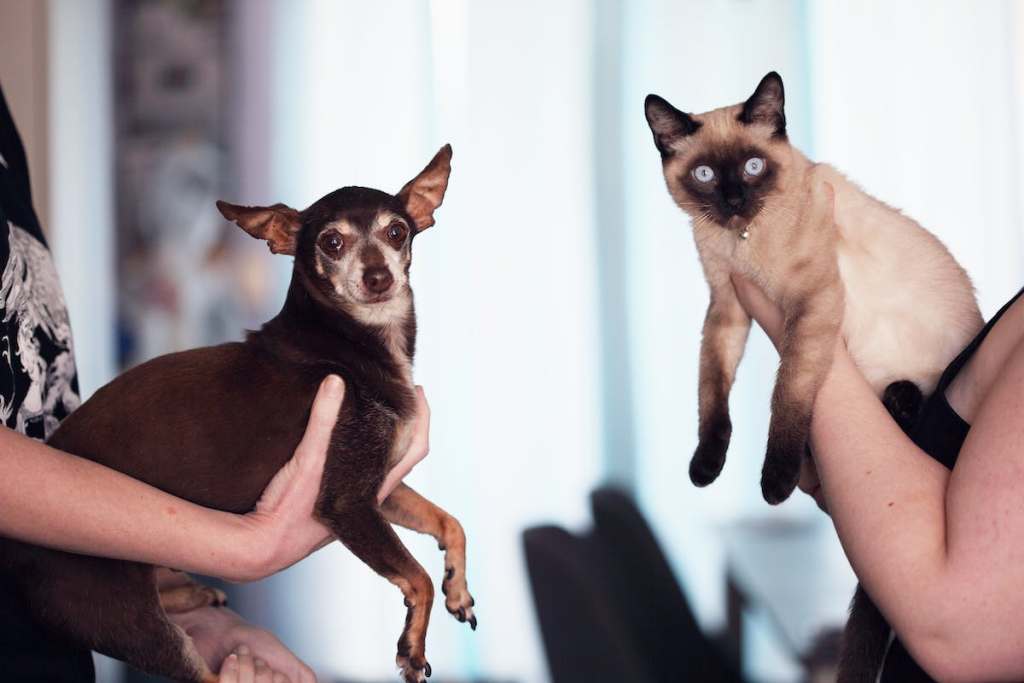 Two people holding up a dog and a cat