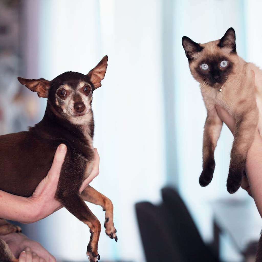 Two people holding up a dog and a cat