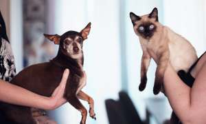 Two people holding up a dog and a cat