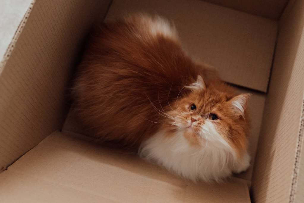 a ffuffy cat in a cardboard box