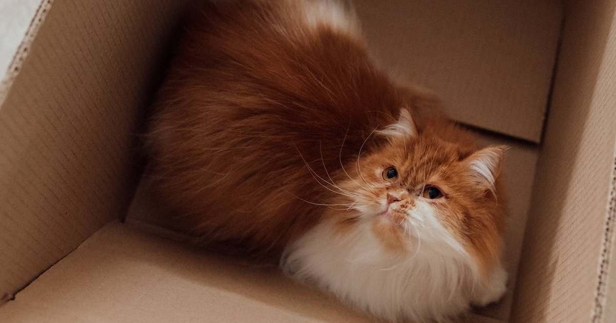 Why do cats spray? Knowing the answer is important PawTracks