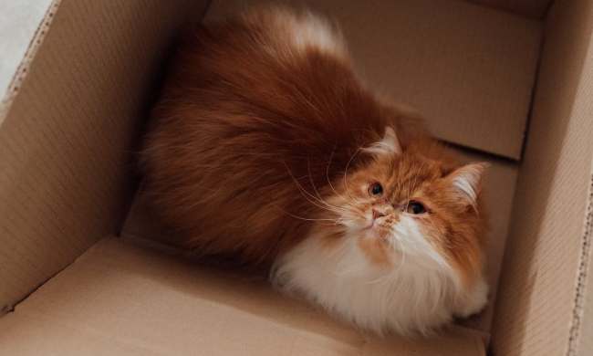 a ffuffy cat in a cardboard box