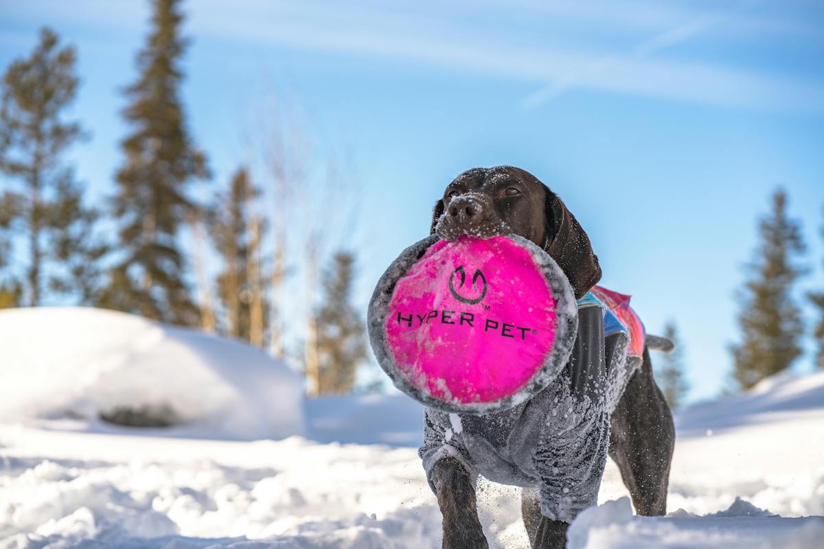 a german shorthaired pointer with a hot pink disc