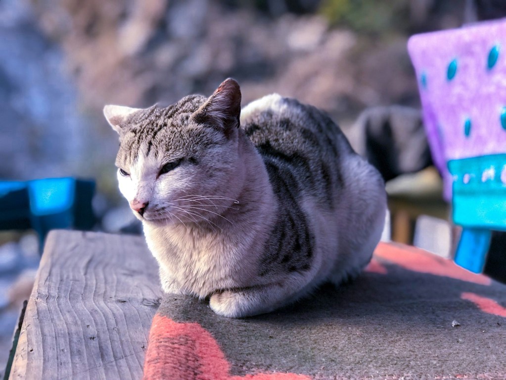 A gray tabby cat lies in loaf position on a bench