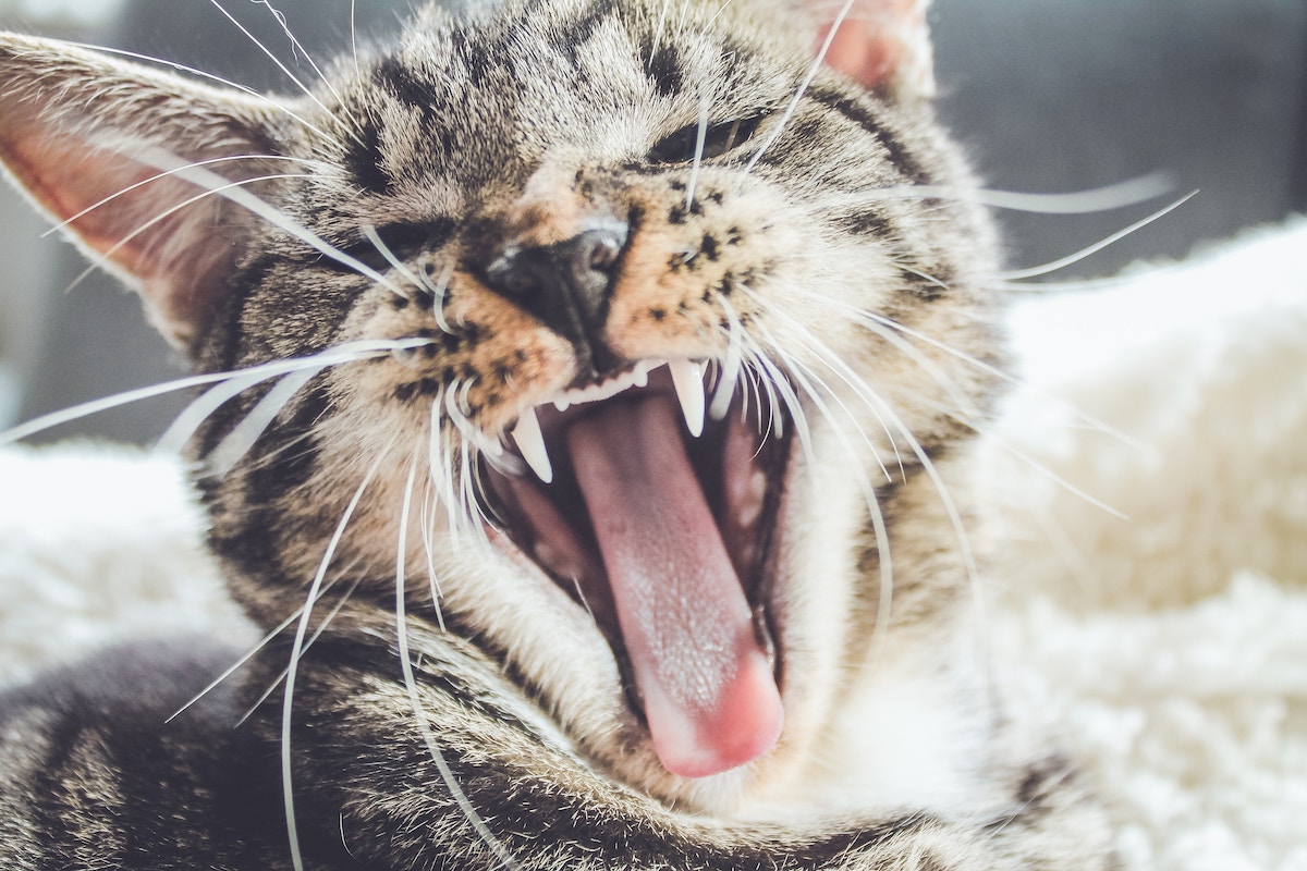 Why do cats hiss? There's more than one reason | PawTracks