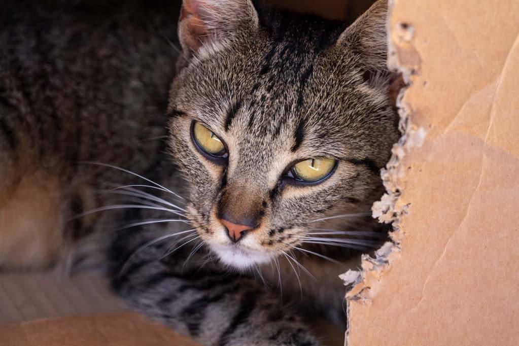 gray cat with yellow eyes in a ripped cardboard box