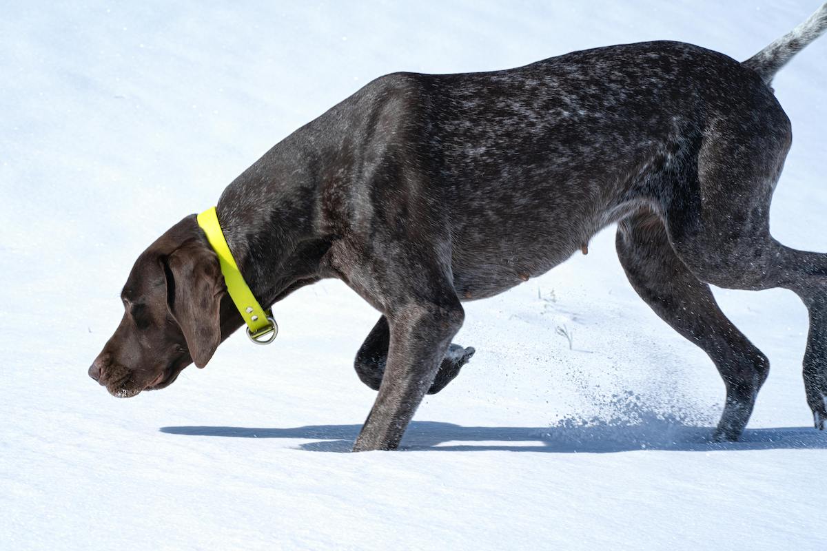 german shorthaired pointer in the snow