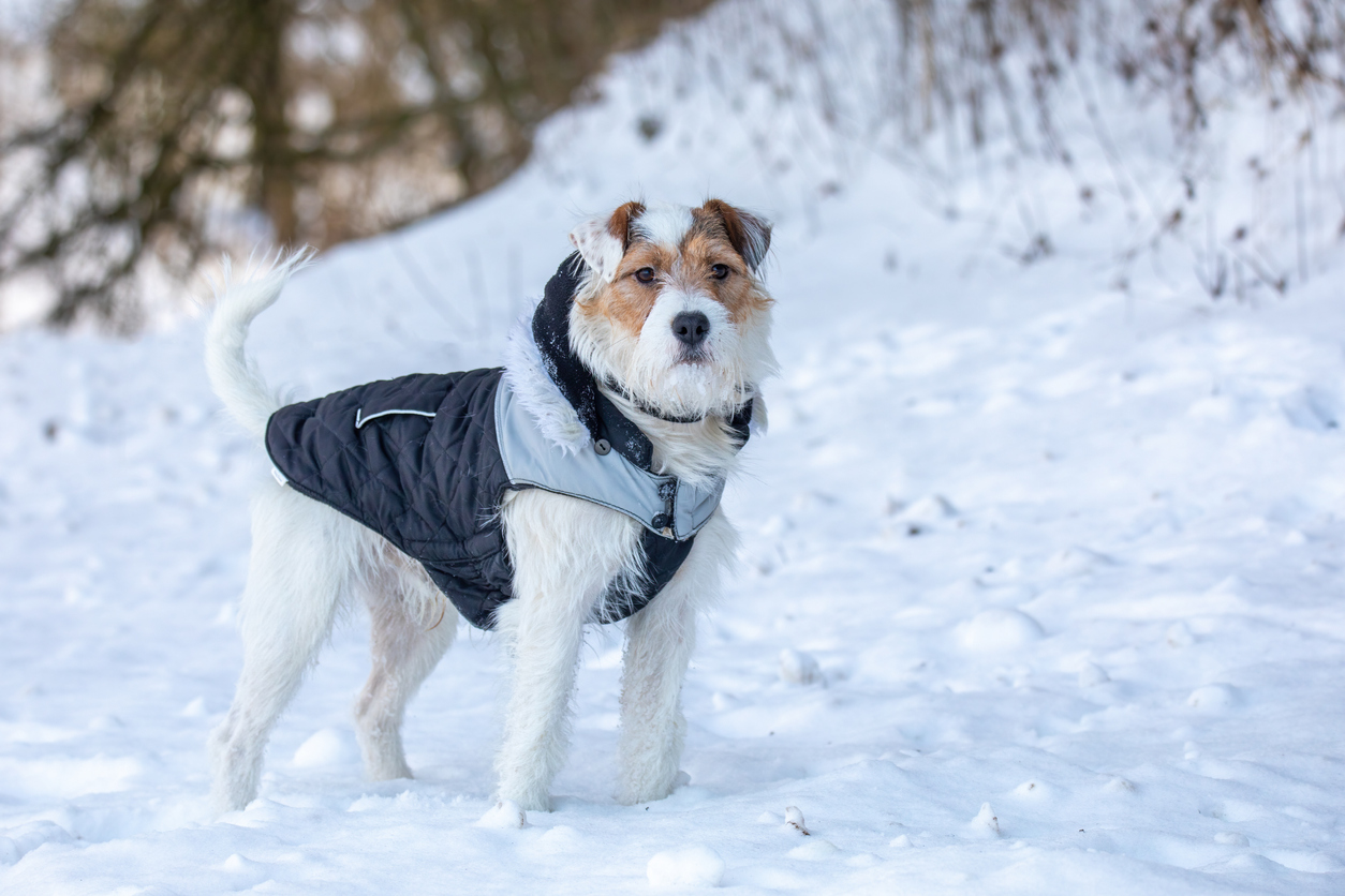 dog parson russell terrier breed wearing winter jacket