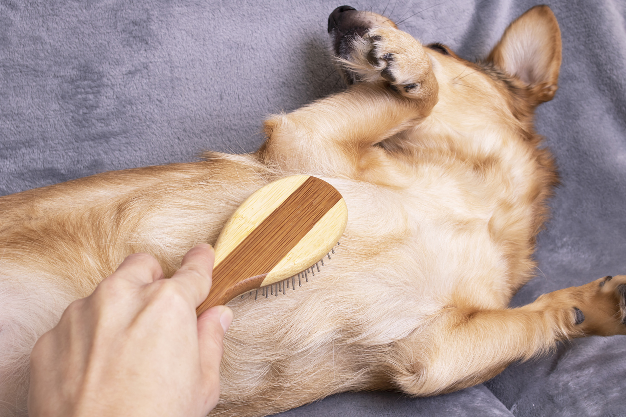 short-haired dogs brush