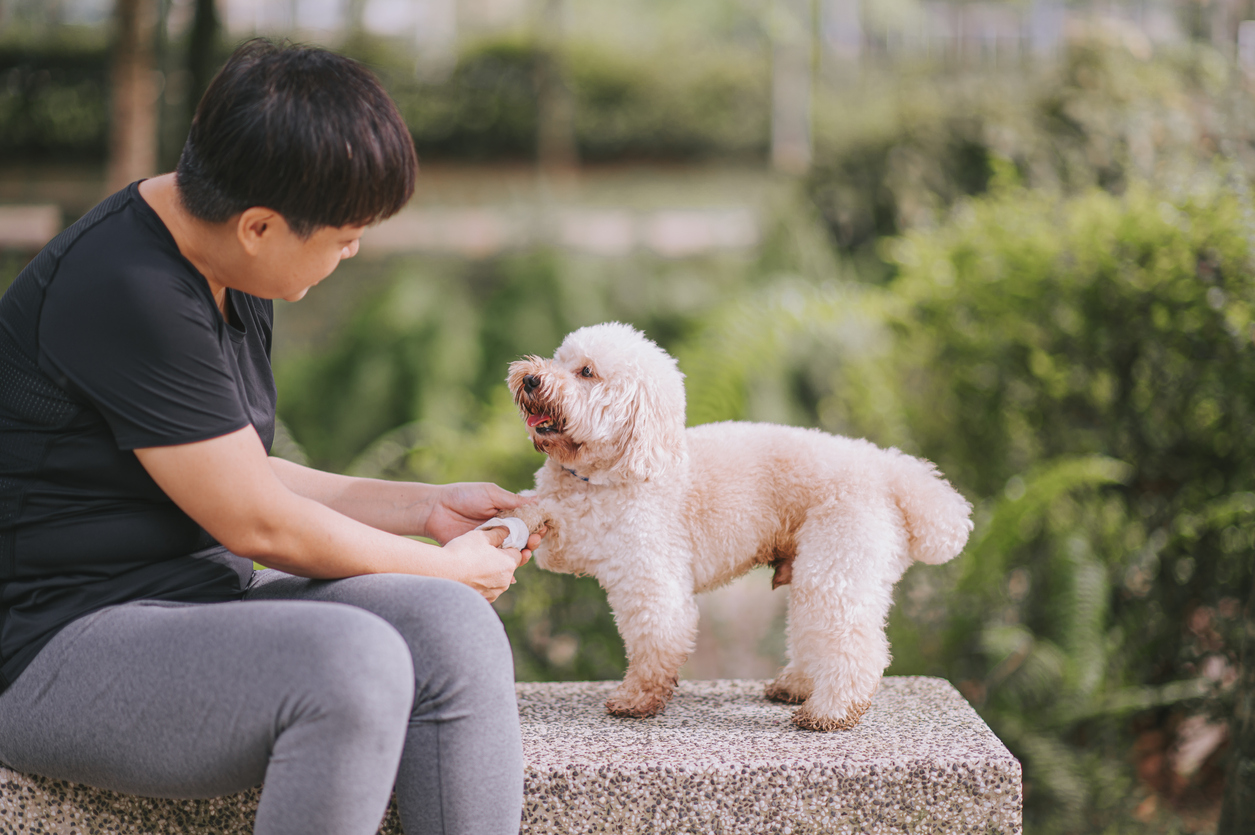 cleaning dog feet with dog wipes