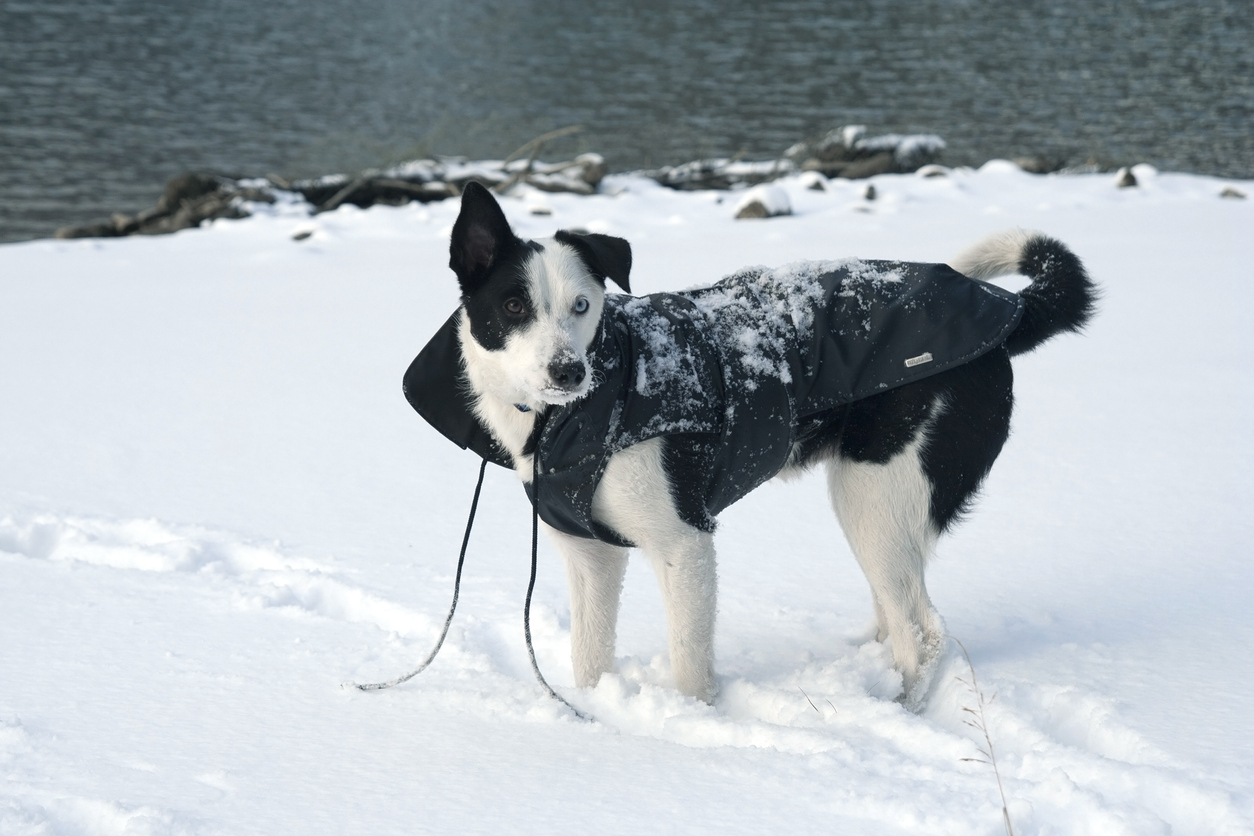 dog wearing winter jacket