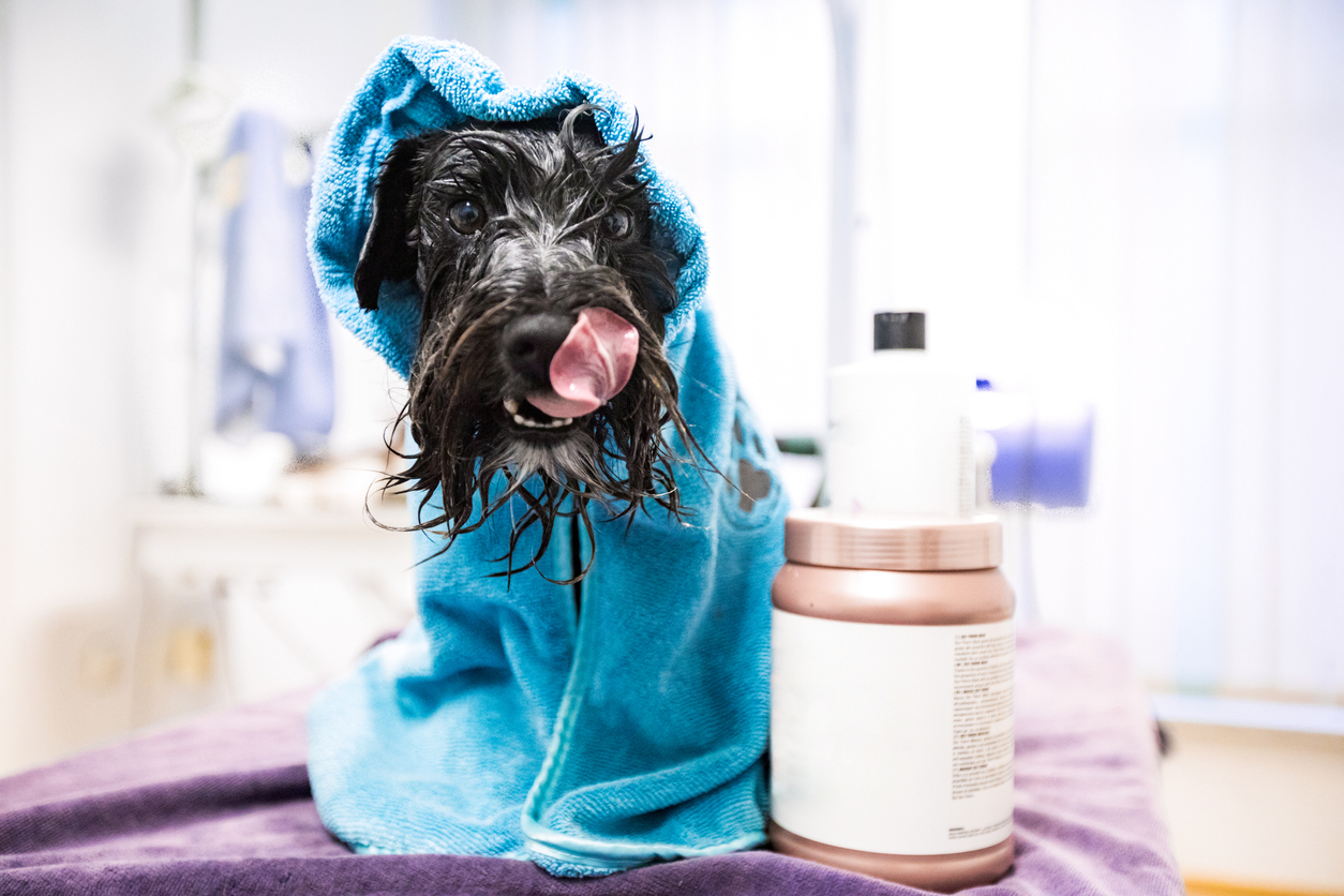 dog wrapped in towel with conditioner next to him