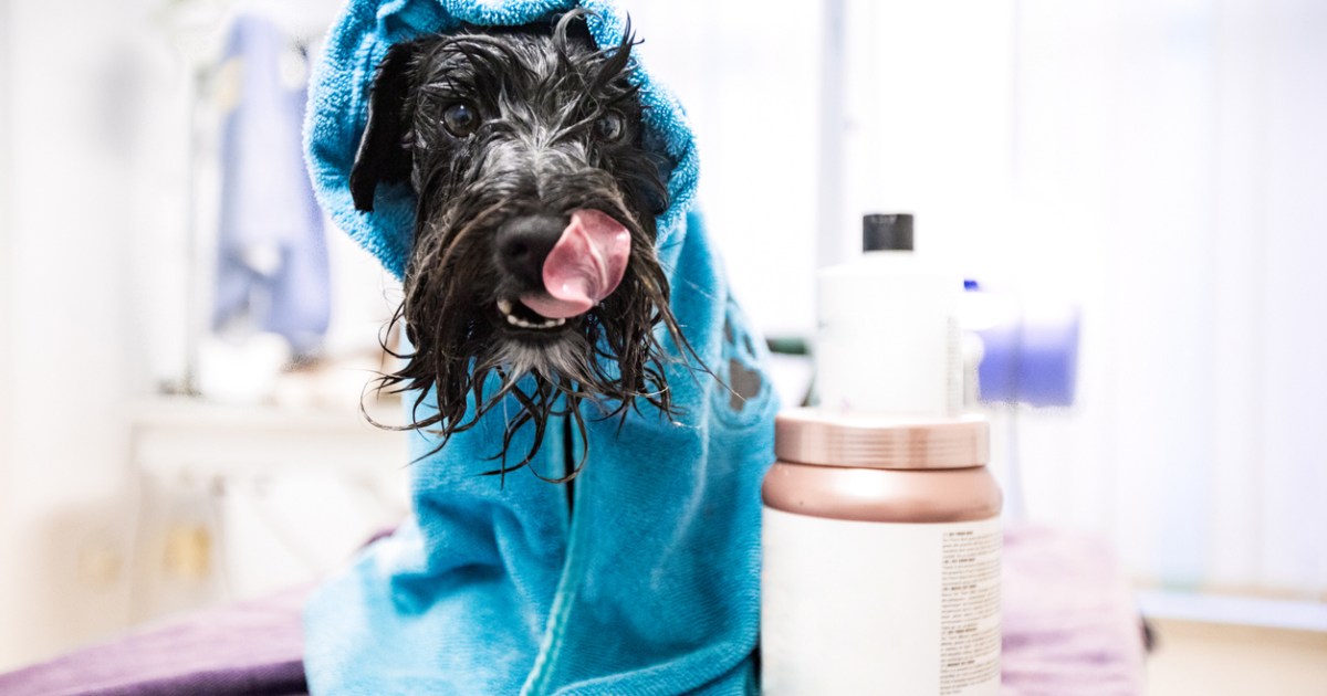 The Best Dog Conditioner in 2024 PawTracks