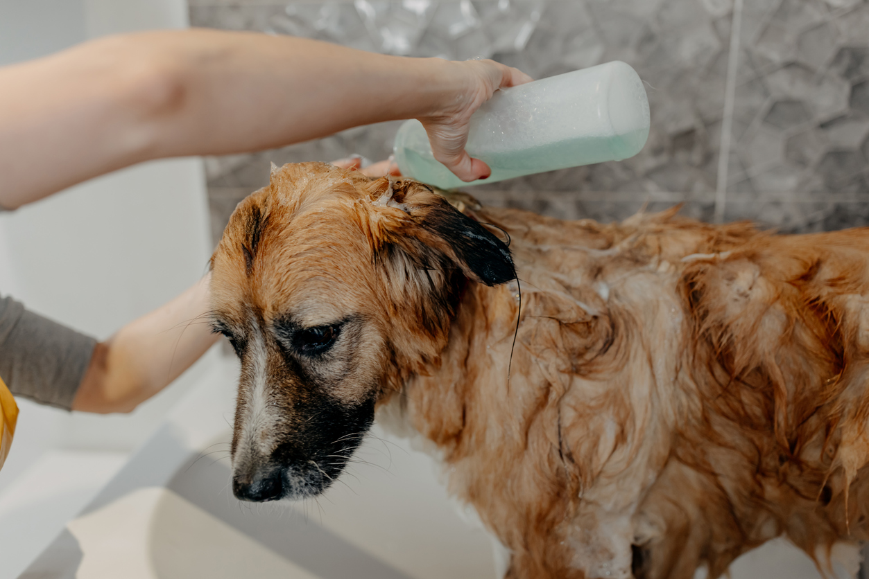 dog taking a bath with shampoo