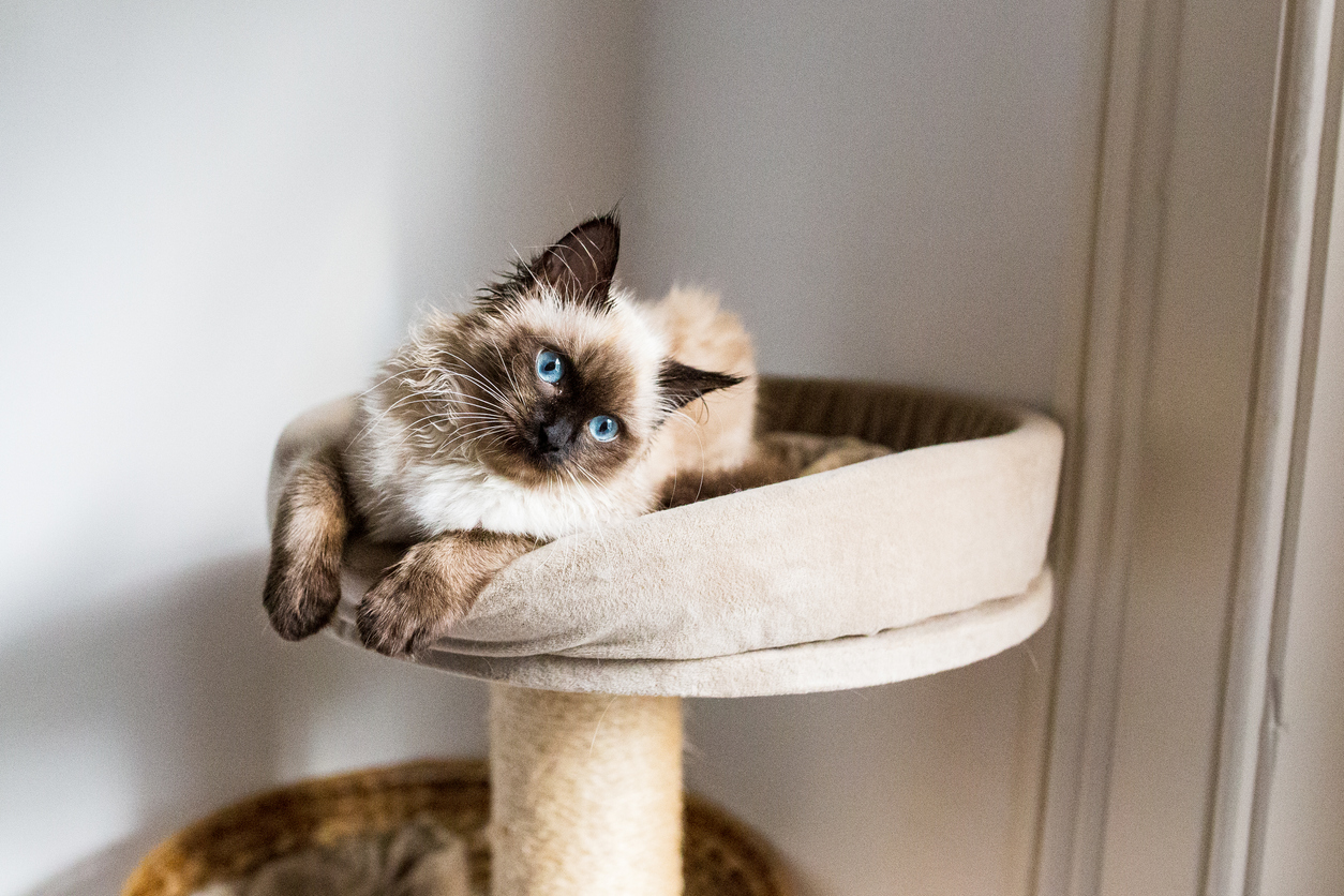 Birman breed posing on a cat tree