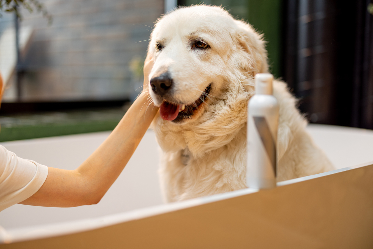 Dog in bathtub using shampoo and conditioner