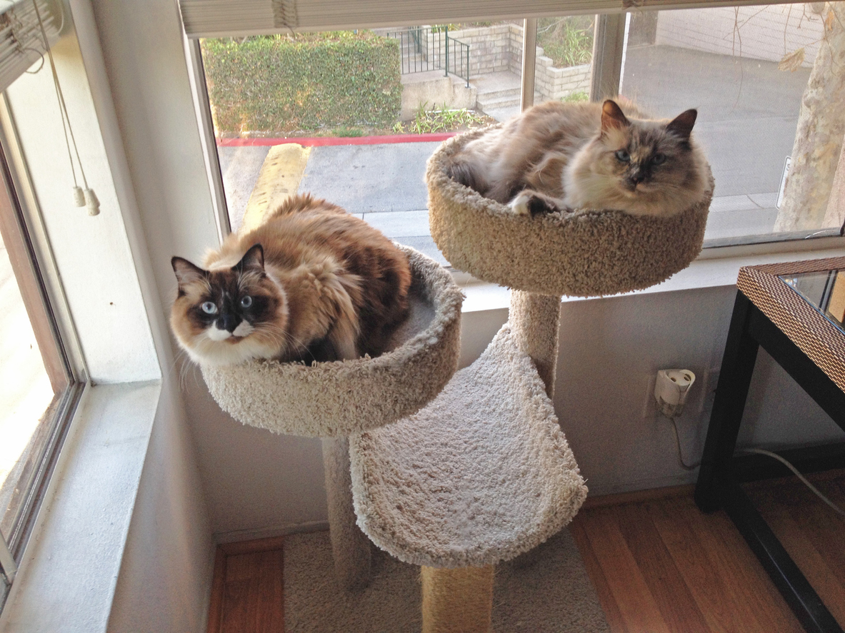 Cats on Cat Tower