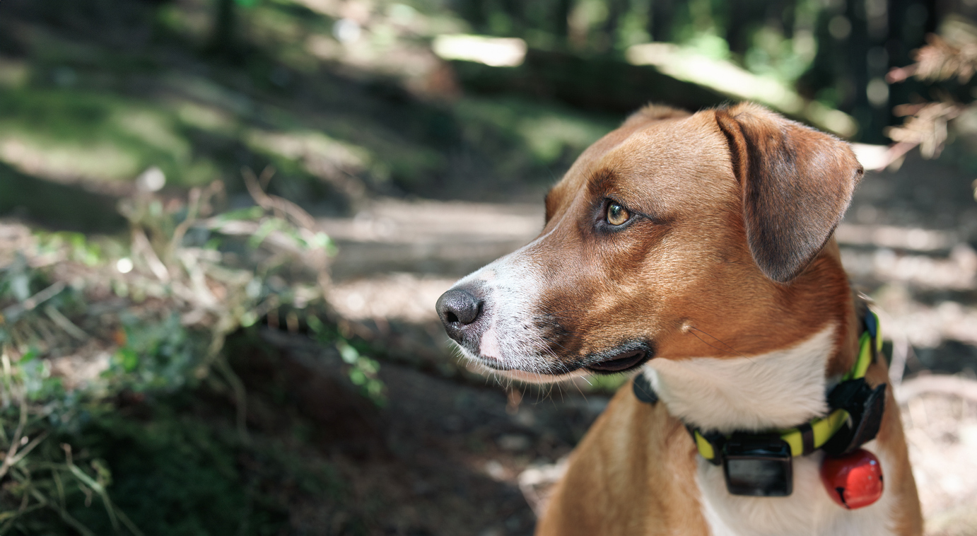 dog with gps tracker 