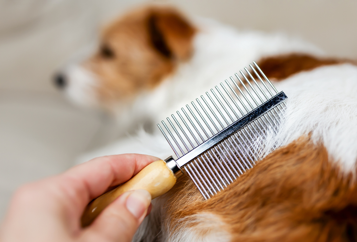 Brushing the dog's hair using brush