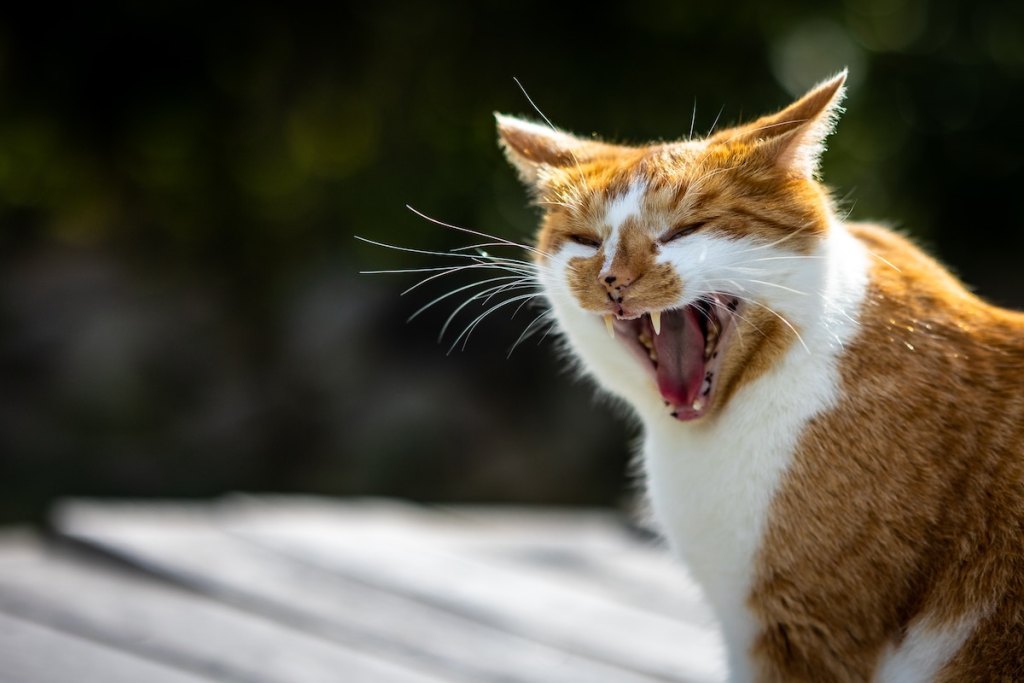 An orange cat hissing