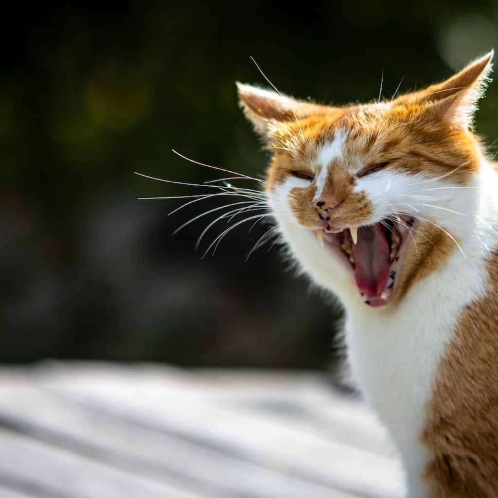 An orange cat hissing