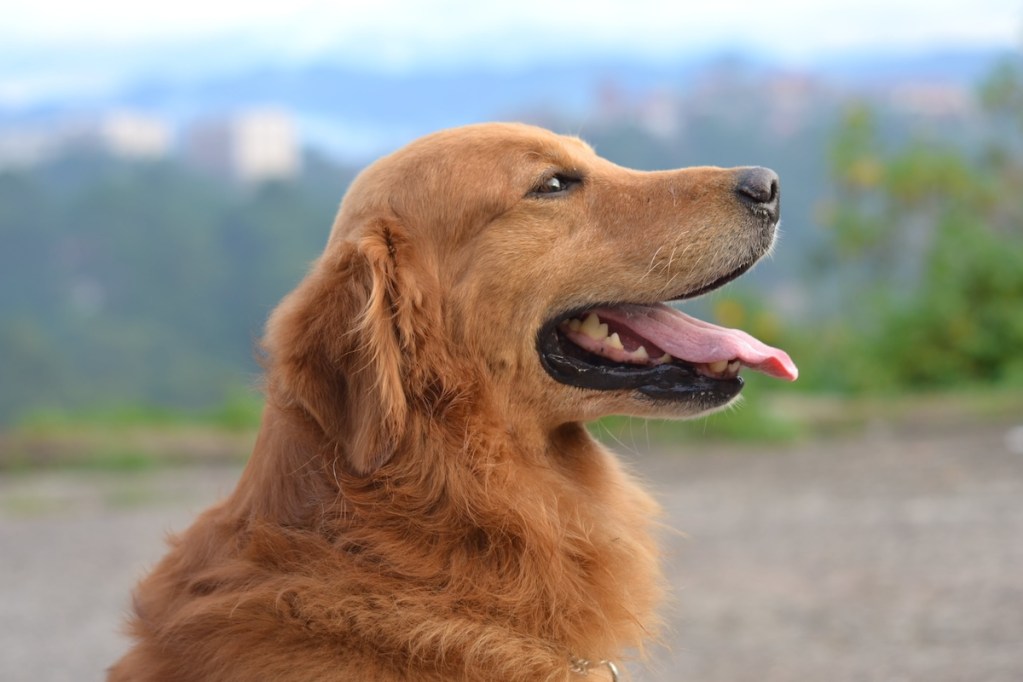 a proud golden retriever outside