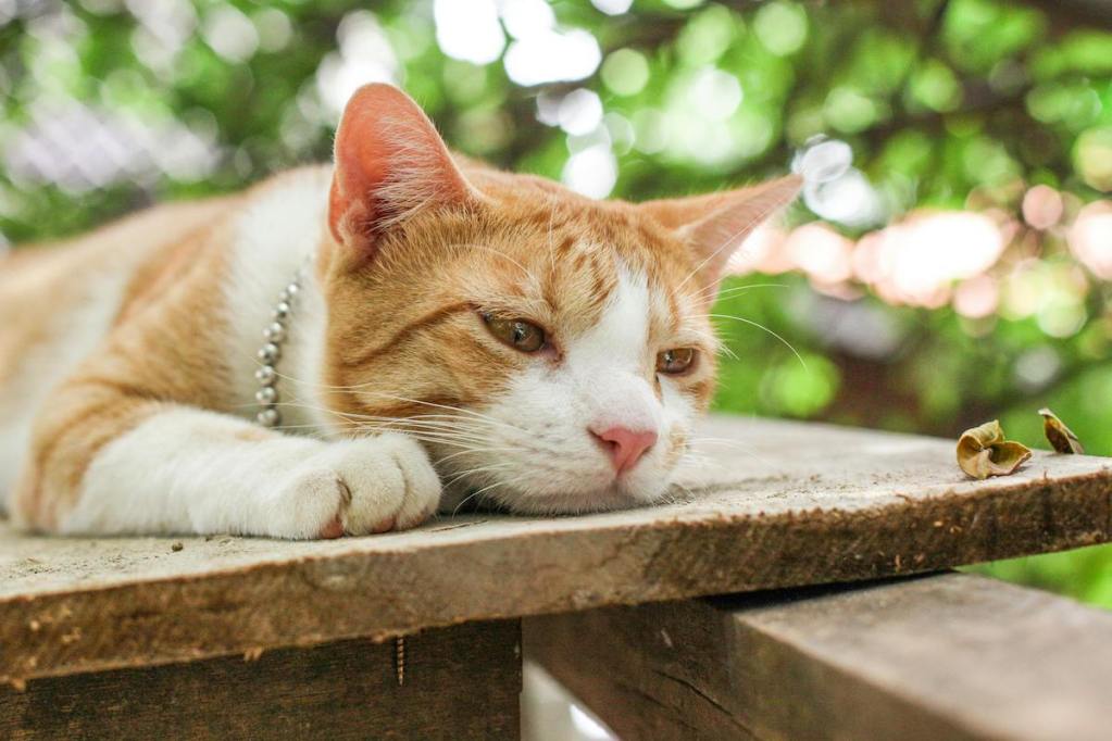 an orange and white cat lounging on wood plank