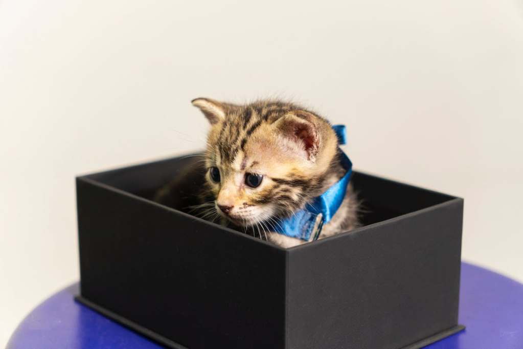 a small kitten in a box