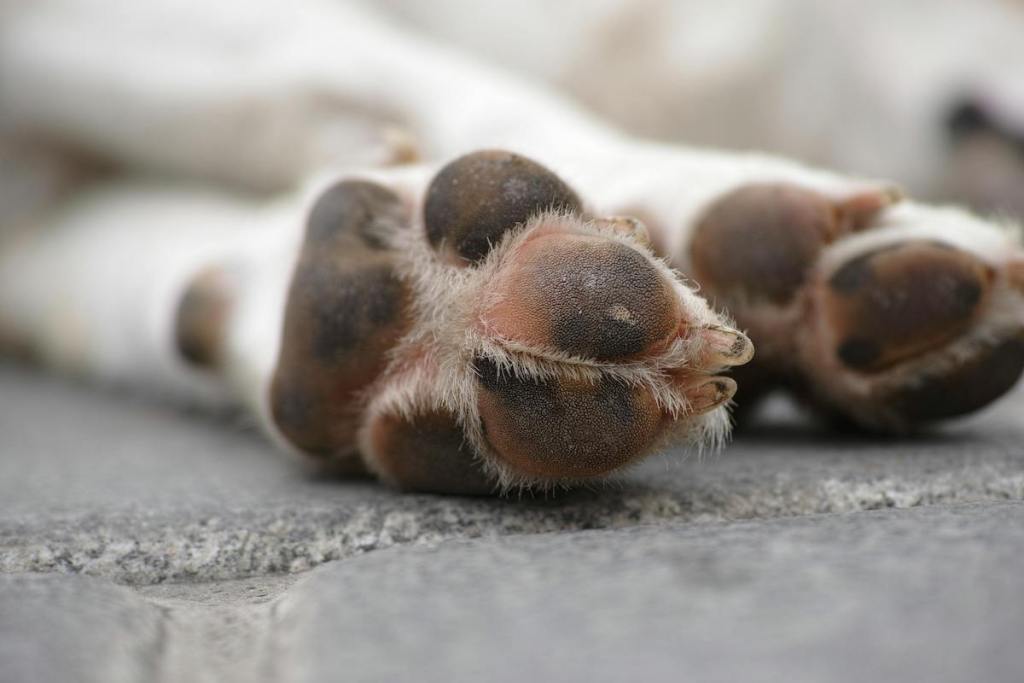 Two dog paws