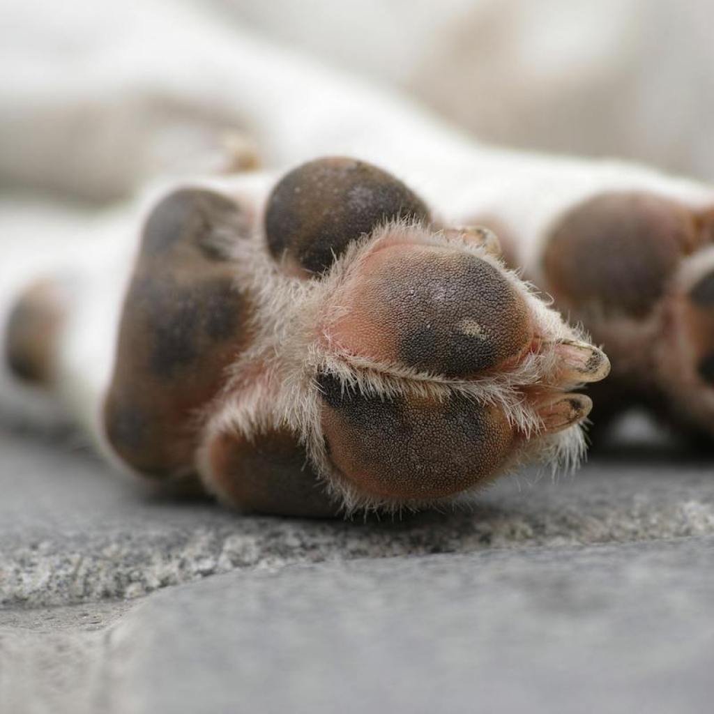 Two dog paws