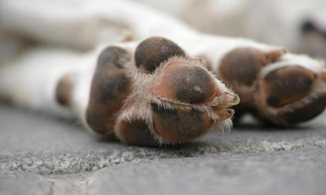 Two dog paws