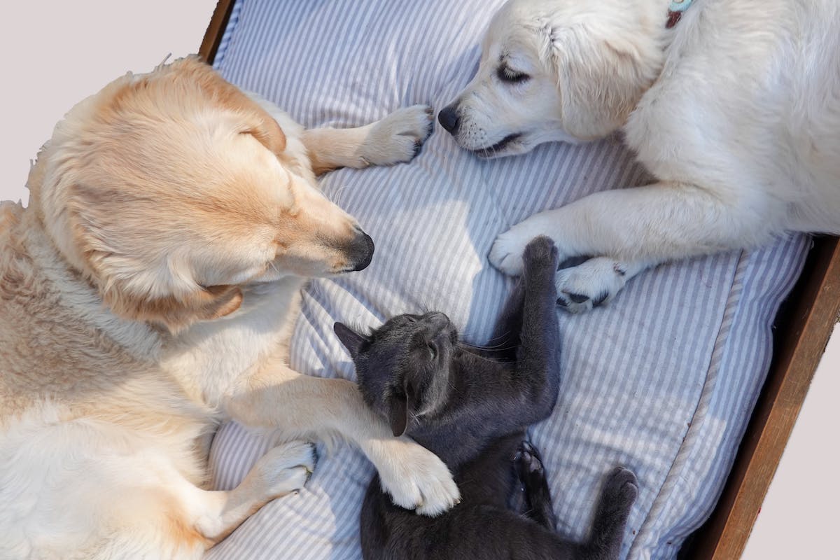 Two dogs and a cat together in a bed