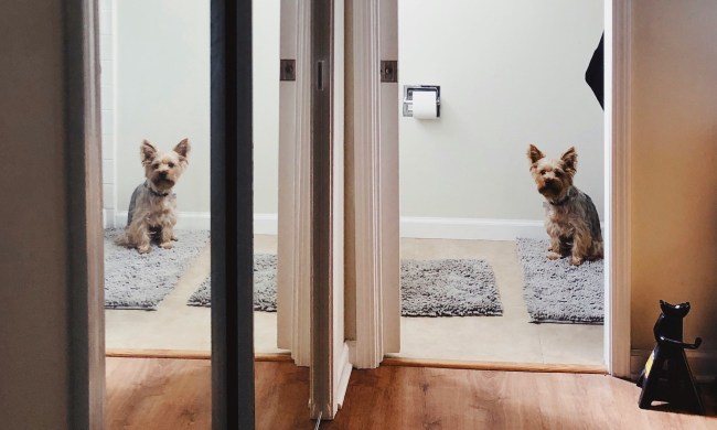 A Yorkshire terrier sits in the bathroom and is seen reflected in the hallway mirror