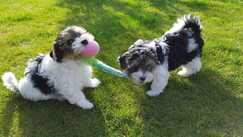 A picture of two Biewer terriers puppies playing tug of war with a rope toy